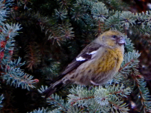 White-winged Crossbill, Female (Loxia leucoptera)