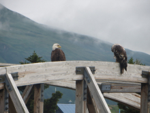 Walking bridge in Unalaska