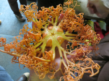 Healy 1201 Basket star