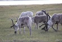 Caribou Grazing