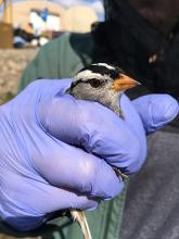 White-crown sparrow