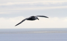 Giant petrel