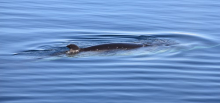 Minke whale