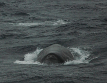 Humpback whale