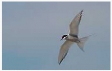 Arctic tern