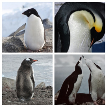 ARCUS penguin photos