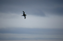 Antarctic petrel