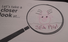 Closer look sea pig