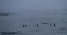 Adélie penguins running