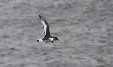 Antarctic petrel