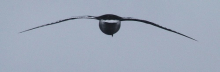 Antarctic petrel