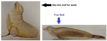 Seal vs sea lion