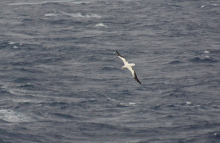 Wandering albatross