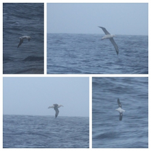 Wandering albatross