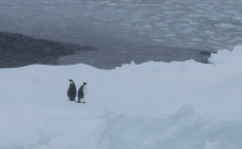 Emperor penguins