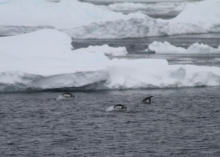 Adélie penguins swimming