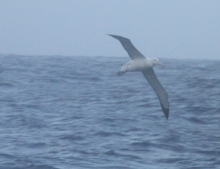 Wandering albatross