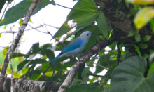 Blue-Gray Tanager