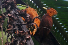 Chestnut Colored Woodpecker