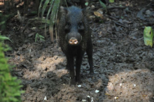 Collard Peccary, La Selva Biological Station, Costa Rica