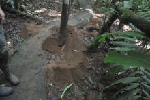 Leaf Cutter Ant Mound