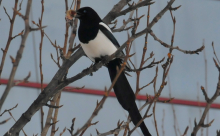 Magpie Pica sp