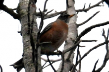 American Robin in Seward Alaska