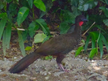 Crested Guan  en espanol Pava Cresta en Latin Penelope purpurascens