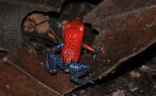 Strawberry Poison Dart Frog