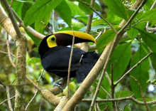 Chestnut-mandiblied Toucan