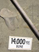 Old bone that is frozen into the side of the Permafrost tunnel