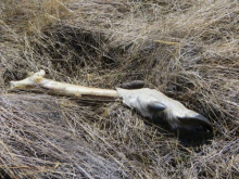 Caribou foot