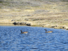 Geese in a pond at a site