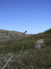 Determining the vegetation in a plot