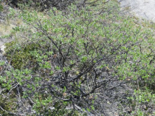 Salix Glauca (gray leaf willow) 