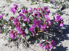 Chamerion Latifolium (Niviarsiaq,river beauty, dwarf fire weed) in bloom