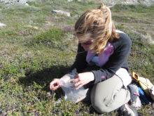 Supplementing a Vacc/blueberry flower