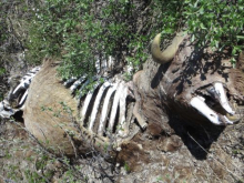 A dead musk ox