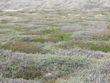 Field of flowers