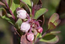 Vaccinium Uliginosum (blueberry) in bloom