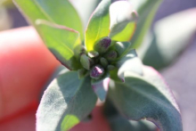 Chamerion Latifolium (Niviarsiaq,river beauty, dwarf fire weed) before it is in bloom