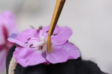 Painting pollen onto the stigma of the flower