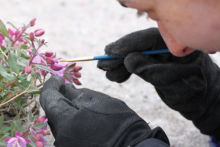 Researcher Christine painting pollen on the stigma