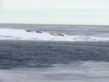 Here are a few Crab Eater seals sharing their flow