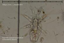 A copepod.A type of zooplankton.