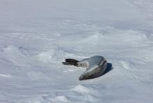 A crab eater seal sunning himself as we pass.