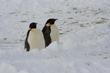 Penguin Buddies