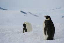 Emperor Penguins