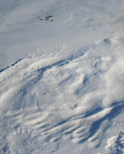 Seal prints