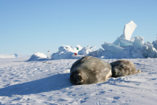 Seal pup and mom